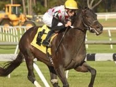 Win Win Win to Stand at Ocala Stud Image 1